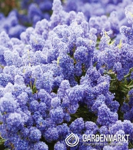 Kalifornischer Flieder - Ceanothus Impressus Victoria 1 St.