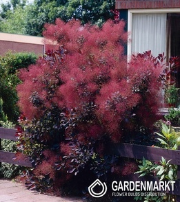 Perückenstrauch - Cotinus Coggygria Royal Purple  1 St.