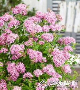 Japanischer Spierstrauch Spiraea Japonica Little Princess 1 St.