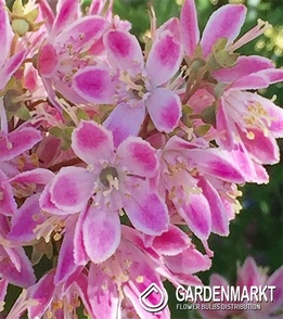 Deutzia hybrida Strawberry Fields 1 St