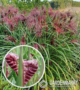Miscanthus sin. Boucle 1 St.