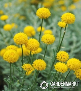 Heiligenkraut - Santolina Chamaecyparissus 1 St
