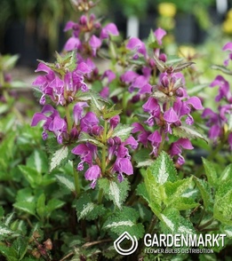 Lamium maculatum Beacon Silver 1 St