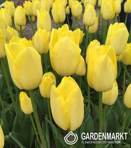 Tulpe Miller Time 5 St.