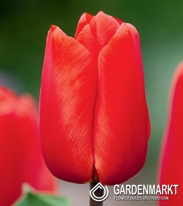Tulpe Lalibella 5 St.
