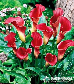 Zantedeschia-Calla Rot 1 St.