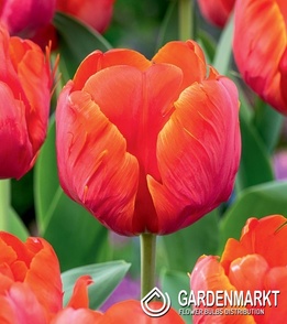Papagei Tulpe  Ad Rem Parrot 5 St.