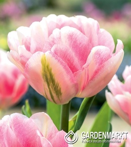 Gefüllte Tulpe Foxtrot 5 szt.