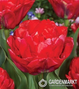 Gefüllte Tulpe Rockabilly 5 St.