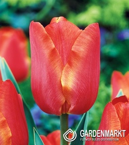 Einzelblühende Frühe Tulpe Sunbelt 5 St.