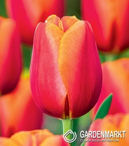Triumph Tulpe Time Out 5 St.