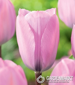 Triumph Tulpe Janis Joplin 5 St.