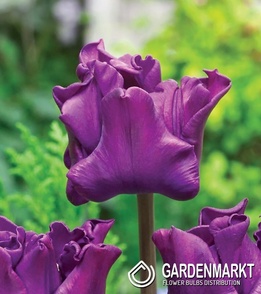 Exklusive Tulpe Crown Of Negrita 5 St.