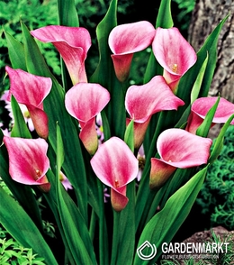 Zantedeschia-Calla Rosa 1 St.