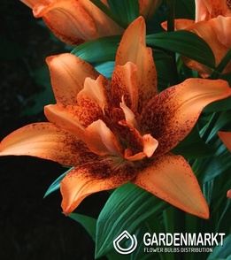 Asiatische Lilie Double Love 1 St.