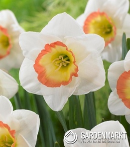 Narcissus Night Cap 5 St.