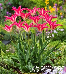 Lilienblütige Tulpe Love Story 5 st.