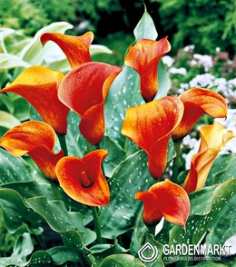 Zantedeschia-Calla Orange 1 St.