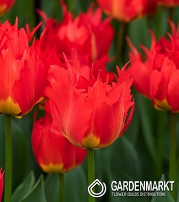 Darwin Tulpe Robbedoes 5 St.