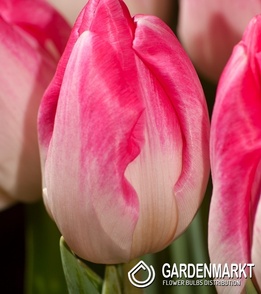 Triumph Tulpe Supermodel 5 St.