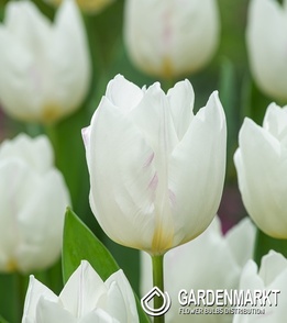 Triumph Tulpe Snowhill 5 St.