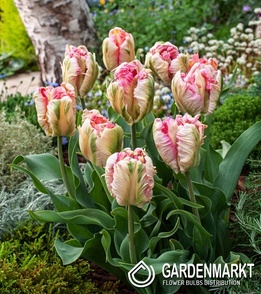 Papagei Tulpe Parrot Pink Vision 5 St.