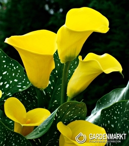 Zantedeschia-Calla Gelb 1 St.