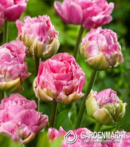 Gefüllte Tulpe Double Arosa 5 szt.
