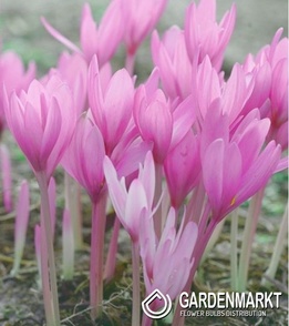 Herbstzeitlose Colchicum Alba Minor 1 St.