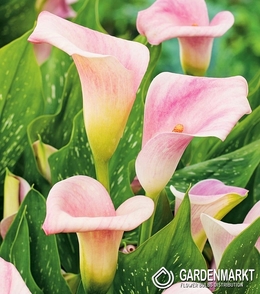 Zantedeschia-Calla Cameo 1 St.