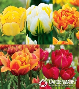 Eingestellt Gefüllte Tulpe "3"