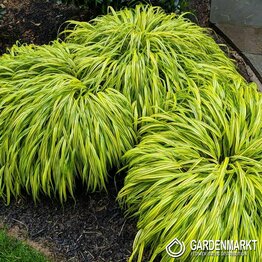 Hakonechloa Aureola Japanisches Berggras 1 St.