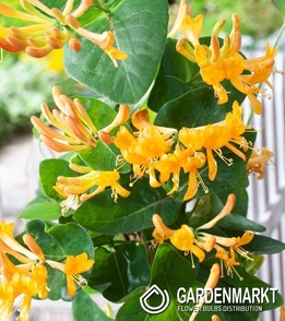 Lonicera japonica Japanisches Geißblatt 1 St.