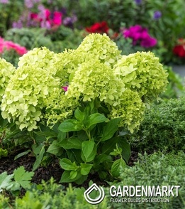 Hydrangea paniculata Little Spooky Rispenhortensie 1 St.