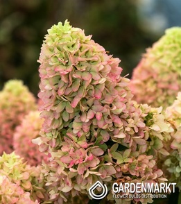 Hydrangea paniculata Little Fresco Rispenhortensie 1 St.