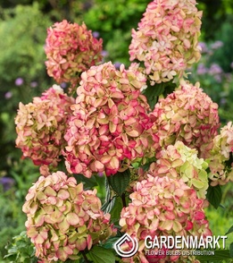 Hydrangea paniculata Graffiti Rispenhortensie 1 St.