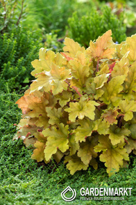Heuchera Marmalade Purpurglöckchen 1 St.