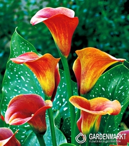 Zantedeschia-Calla Mango 1 St.