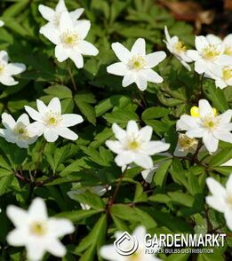 Anemone Nemorosa 5 St.