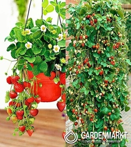 Fragaria Erdbeere Mara Des Bois 1 St.