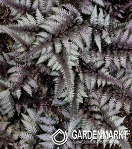 Athyrium niponicum Japanischer Regenbogenfarn Pewter Lace 1 St.
