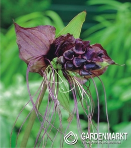 Tacca Chantieri 1 st.