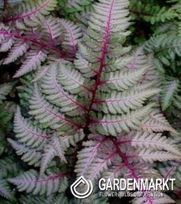 Athyrium niponicum Japanischer Regenbogenfarn Red Beauty 1 St.