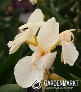 Canna Blumenrohr Fantasy 1 St.