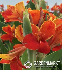 Canna Blumenrohr Madeira 1 St.