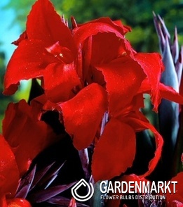 Canna Blumenrohr Red Wine 1 St.