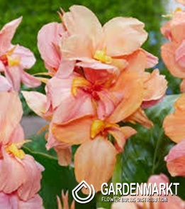 Canna Blumenrohr Shining Peach 1 St.