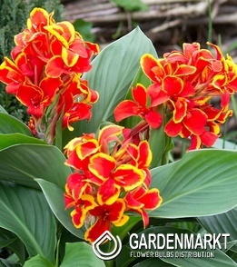 Canna Blumenrohr Shining Golden Flame 1 St.