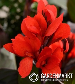 Canna Blumenrohr Shining Scarlet 1 St.