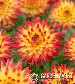 Dahlia Kaktusdahlie Bridge View Aloha 1 St.